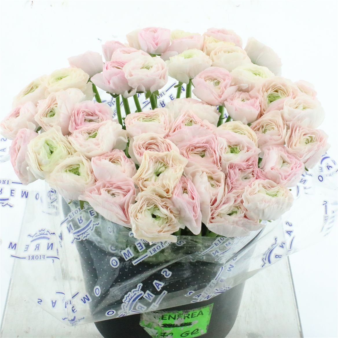 Срезанные цветы оптом Ranunculus succes madame от 50шт из Голландии с доставкой по России