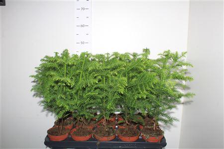 Горшечные цветы и растения оптом Arau Ov от 15шт из Голландии с доставкой по России