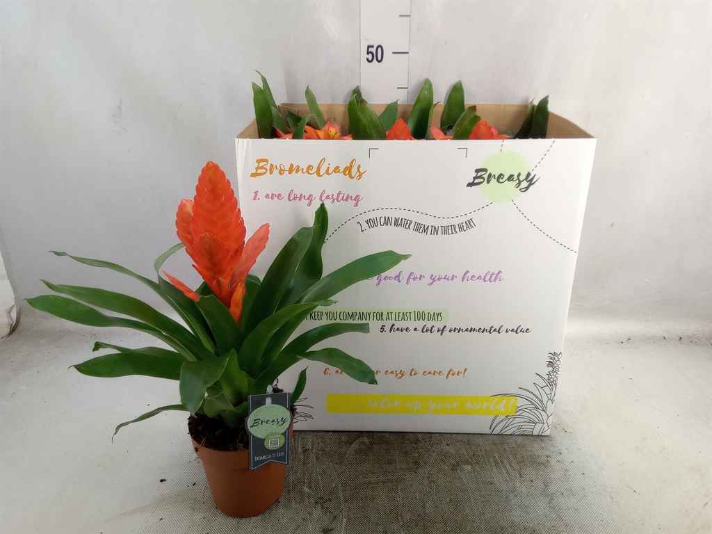 Горшечные цветы и растения оптом Bromelia   ...mix от 6шт из Голландии с доставкой по России