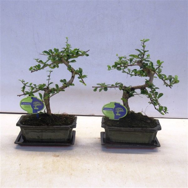 Горшечные цветы и растения оптом Bonsai Carmona Macrophylla, 20cm., Shape, With Dri от 6шт из Голландии с доставкой по России