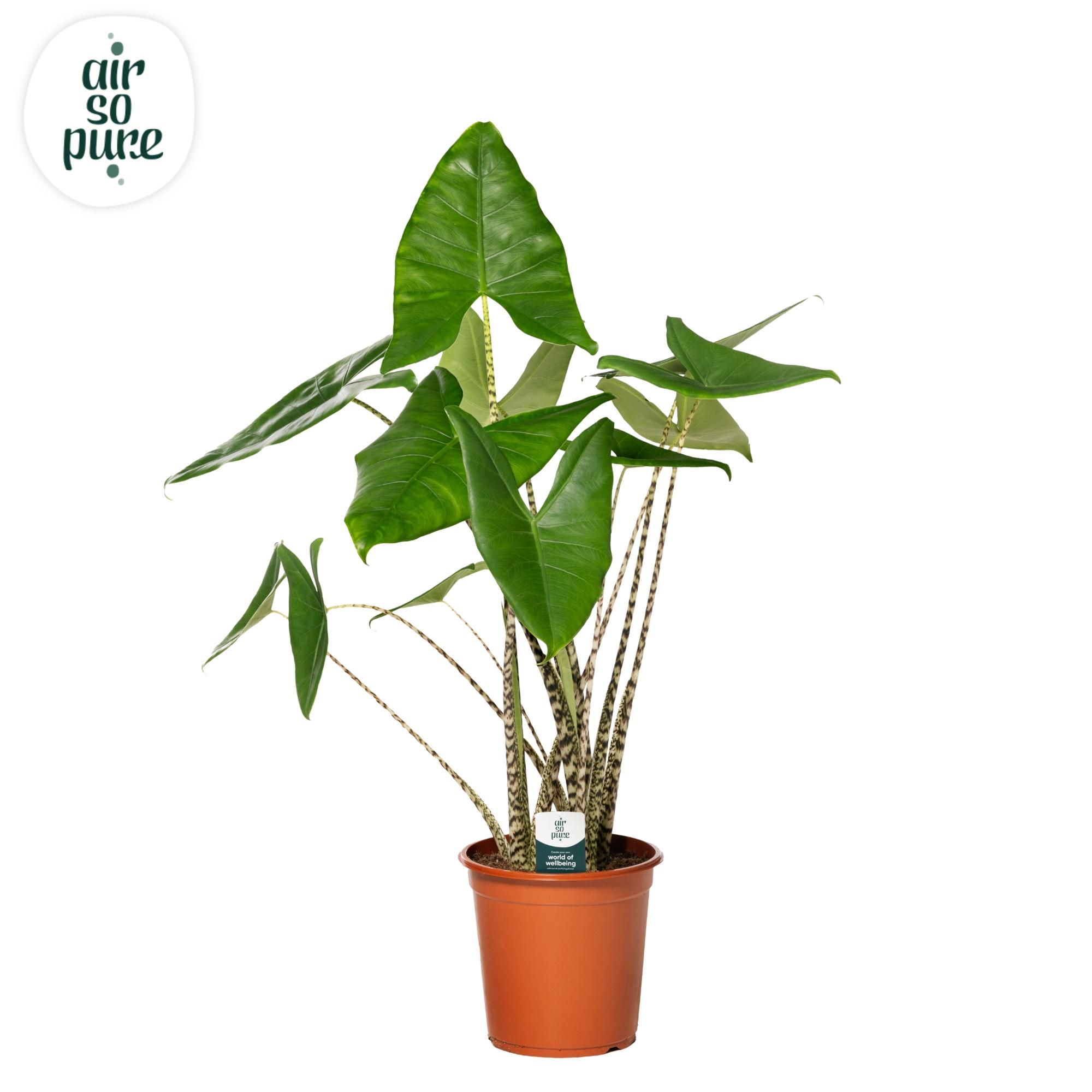 Горшечные цветы и растения оптом Alocasia Zebrina P24 (air So Pure) от 1шт (для телеги) из Голландии с доставкой по России