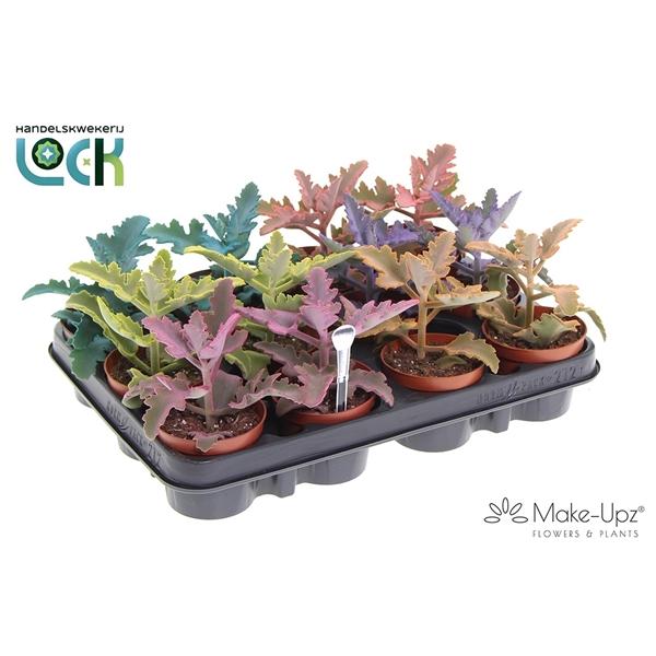 Горшечные цветы и растения оптом Kalanchoe Beharensis Make Upz от 12шт (для телеги) из Голландии с доставкой по России