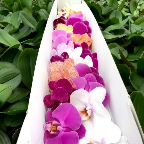 Срезанные цветы оптом Phalaenopsis mix (per flower) от 25шт. из Голландии с доставкой по России