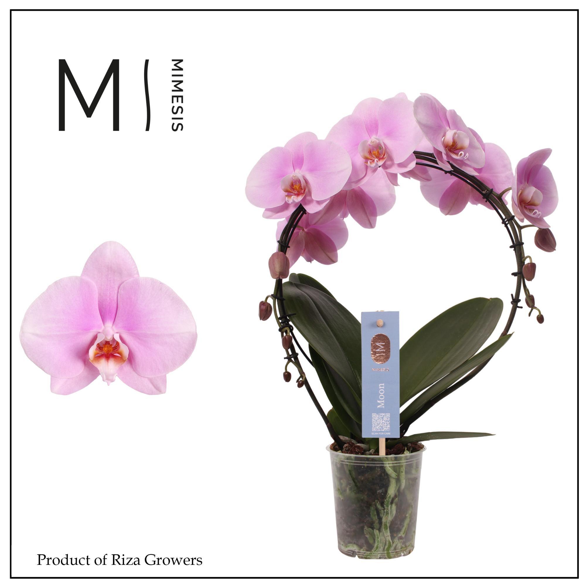 Горшечные цветы и растения оптом Phal Moon Pink Bigflower 16+ (mimesis) от 4шт из Голландии с доставкой по России