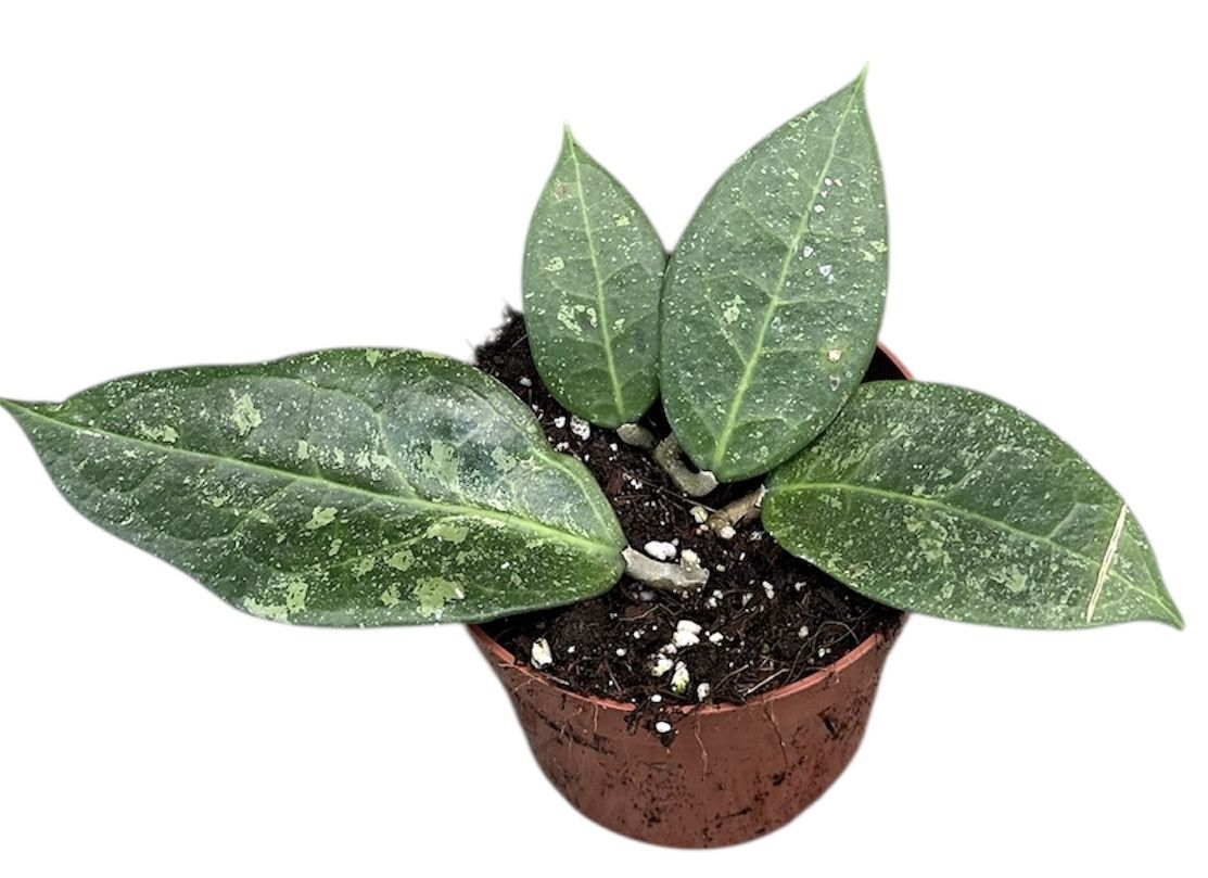 Горшечные цветы и растения оптом Hoya Verticillata Lavia от 1шт из Голландии с доставкой по России