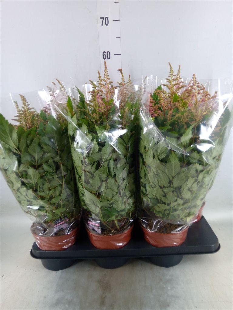 Горшечные цветы и растения оптом Astilbe   ... от 6шт из Голландии с доставкой по России