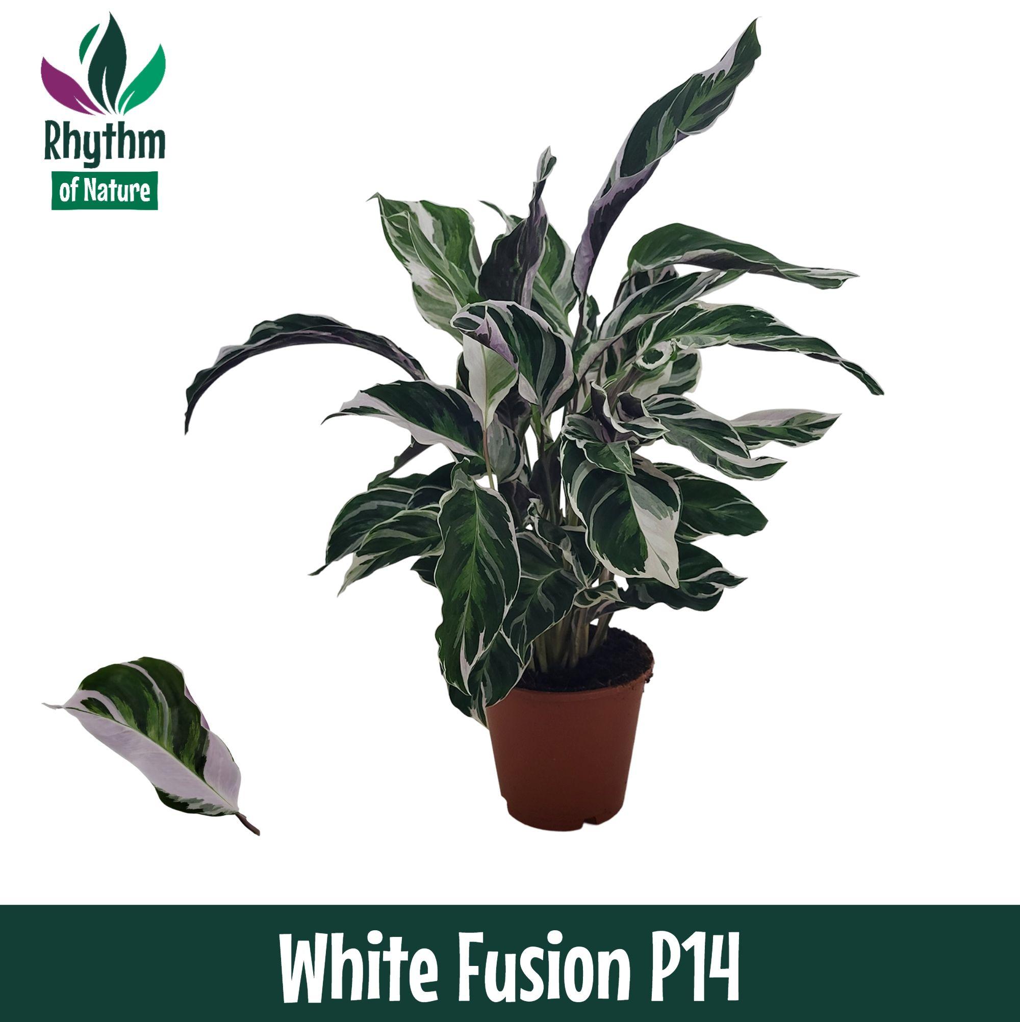 Горшечные цветы и растения оптом Calathea White Fusion Rhythm Of Nature от 8шт из Голландии с доставкой по России