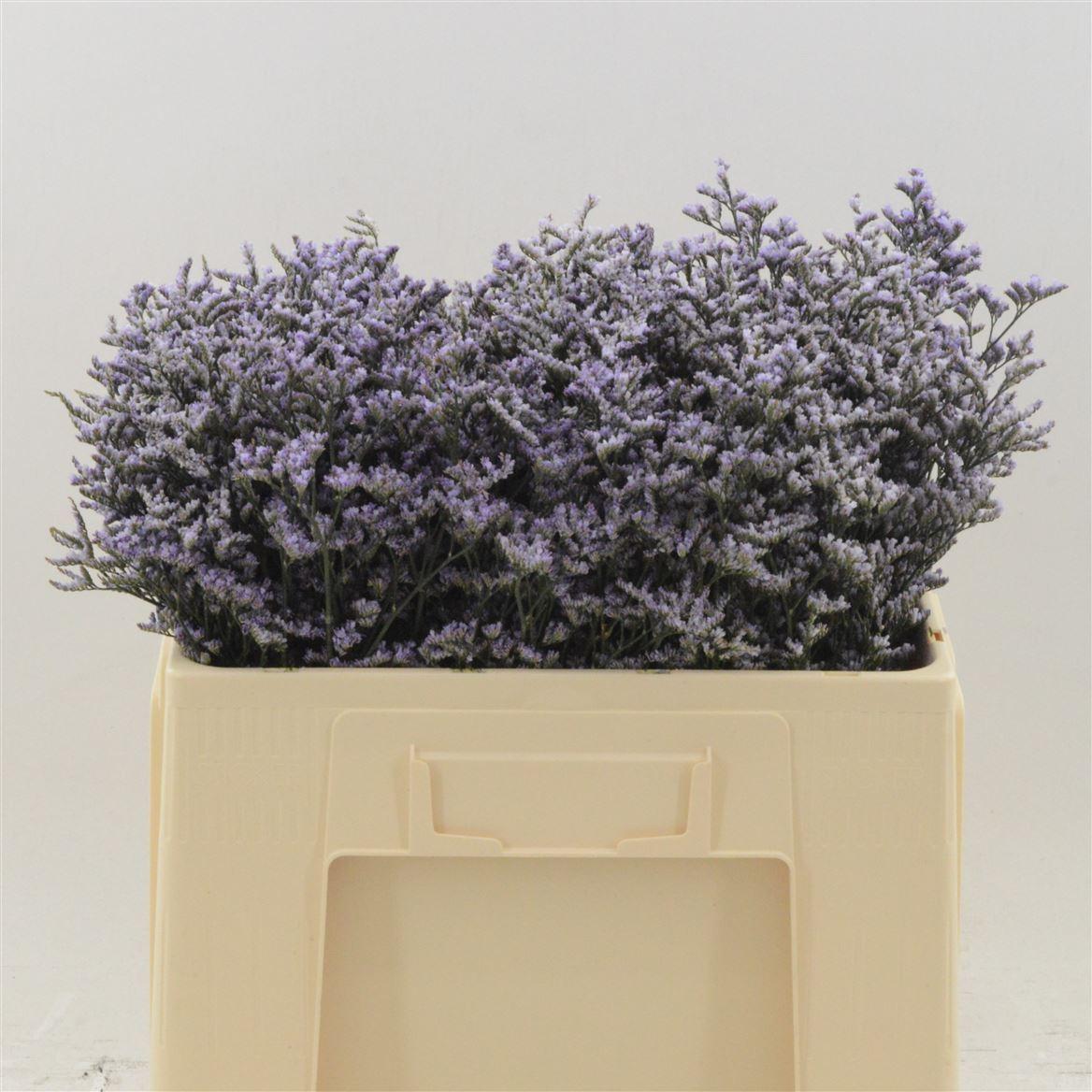 Срезанные цветы оптом Limonium safora lilac от 100шт из Голландии с доставкой по России