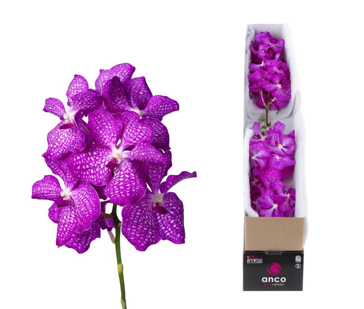 Срезанные цветы оптом Vanda kanchana magic pink per stem от 24шт.. из Голландии с доставкой по России