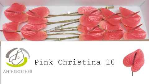 Срезанные цветы оптом Anthurium pink christina от 10шт из Голландии с доставкой по России