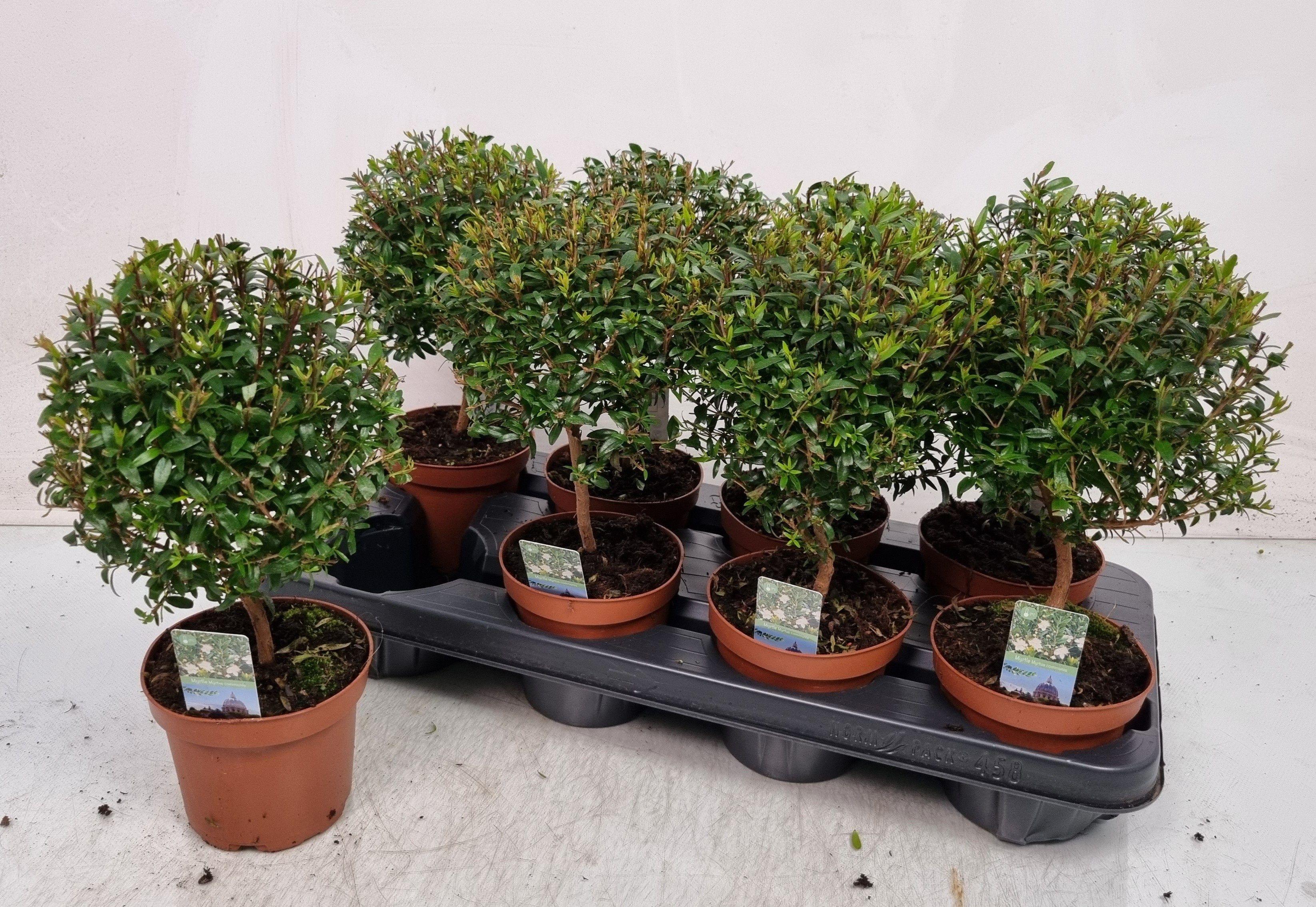 Горшечные цветы и растения оптом Myrtus Com от 8шт из Голландии с доставкой по России