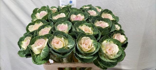 Срезанные цветы оптом Brassica white crane от 30шт из Голландии с доставкой по России