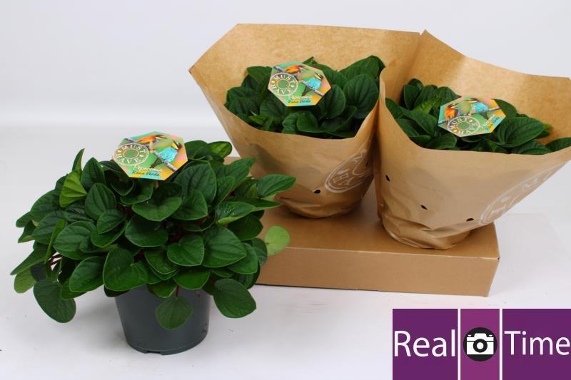 Горшечные цветы и растения оптом Pep Al Rana Verde от 3шт из Голландии с доставкой по России