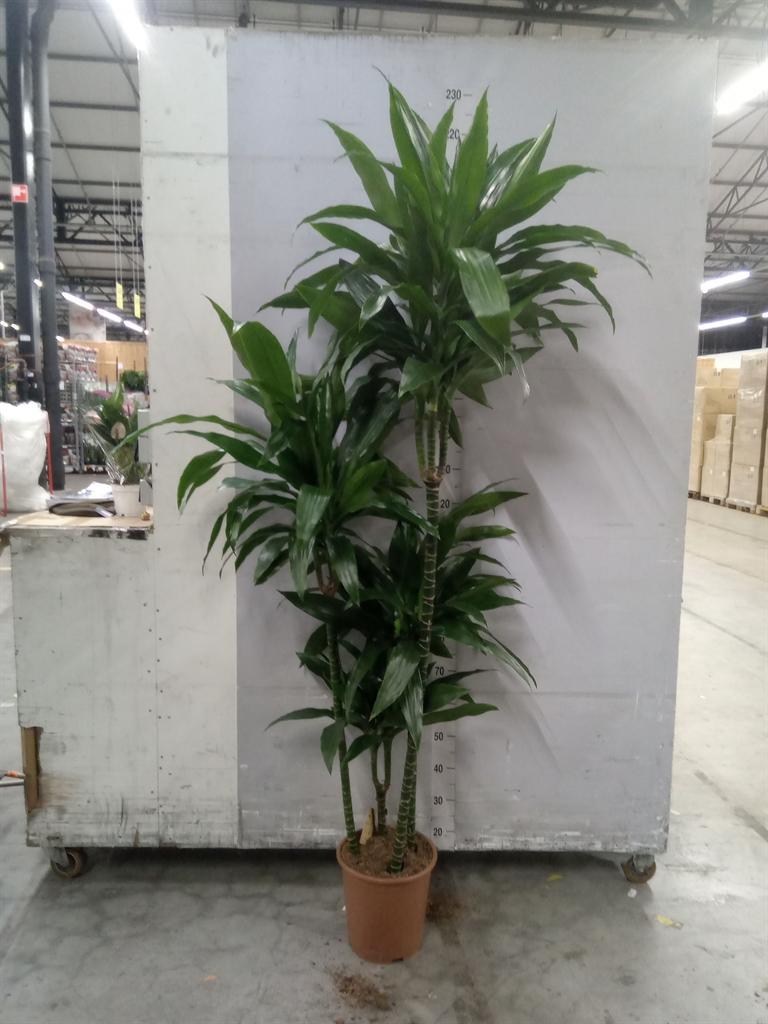 Горшечные цветы и растения оптом Dracaena Frag. janet Craig от 1шт из Голландии с доставкой по России