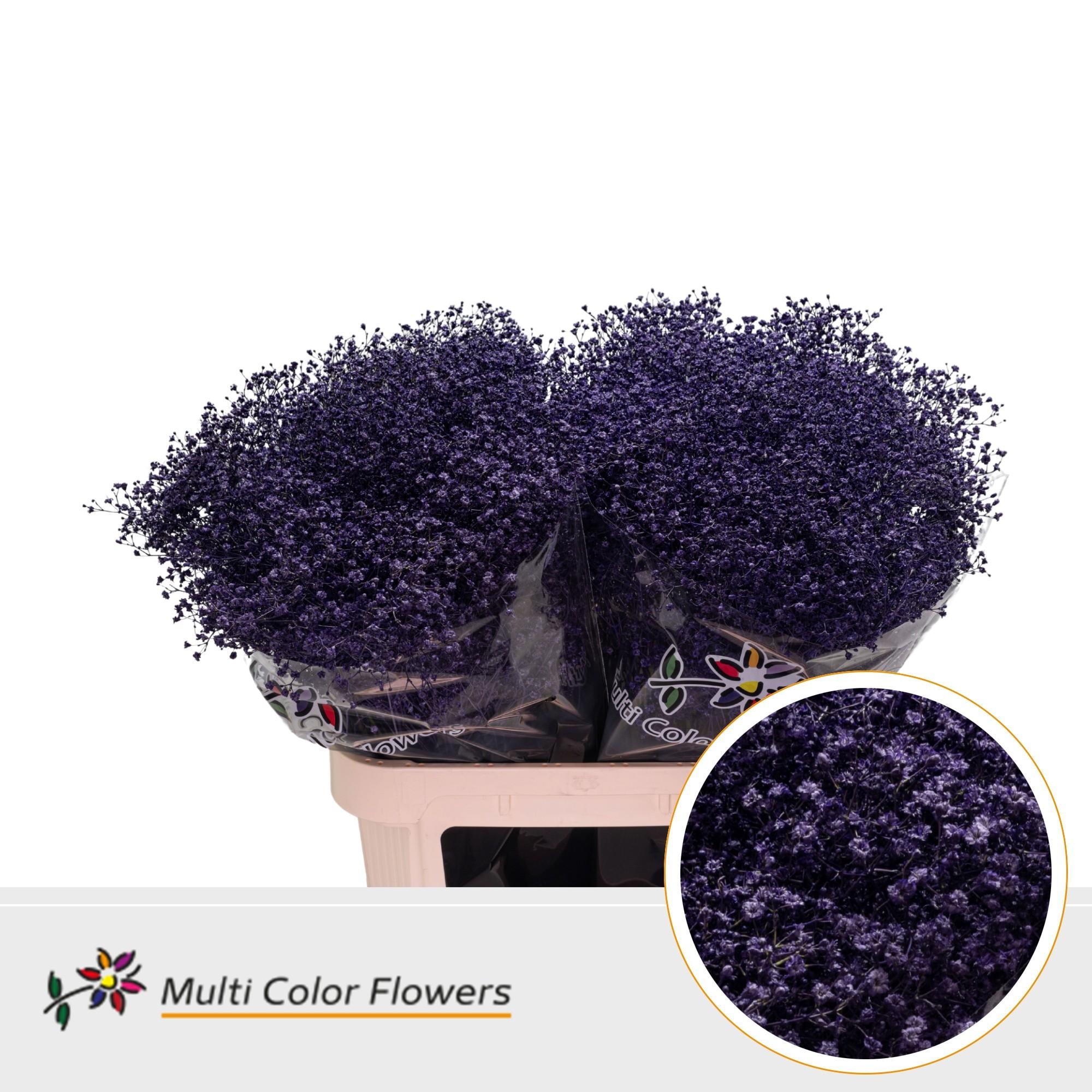 Срезанные цветы оптом Gyps mst paint violet от 50шт из Голландии с доставкой по России