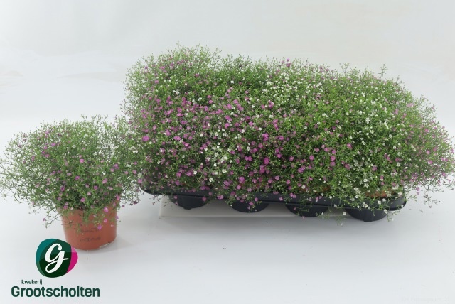 Горшечные цветы и растения оптом Gyps Muralis Gem Pot от 8шт из Голландии с доставкой по России