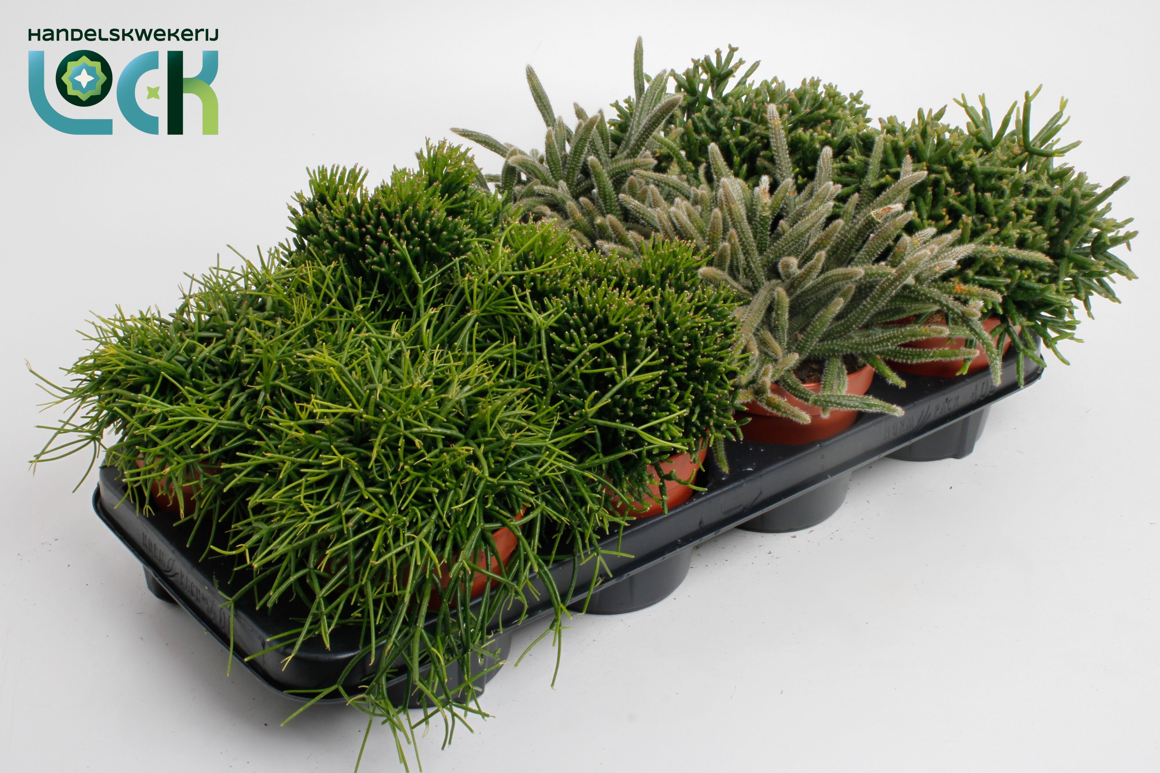 Горшечные цветы и растения оптом Rhipsalis Mix от 8шт из Голландии с доставкой по России