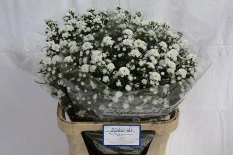 Срезанные цветы оптом Aster cassy от 75шт из Голландии с доставкой по России