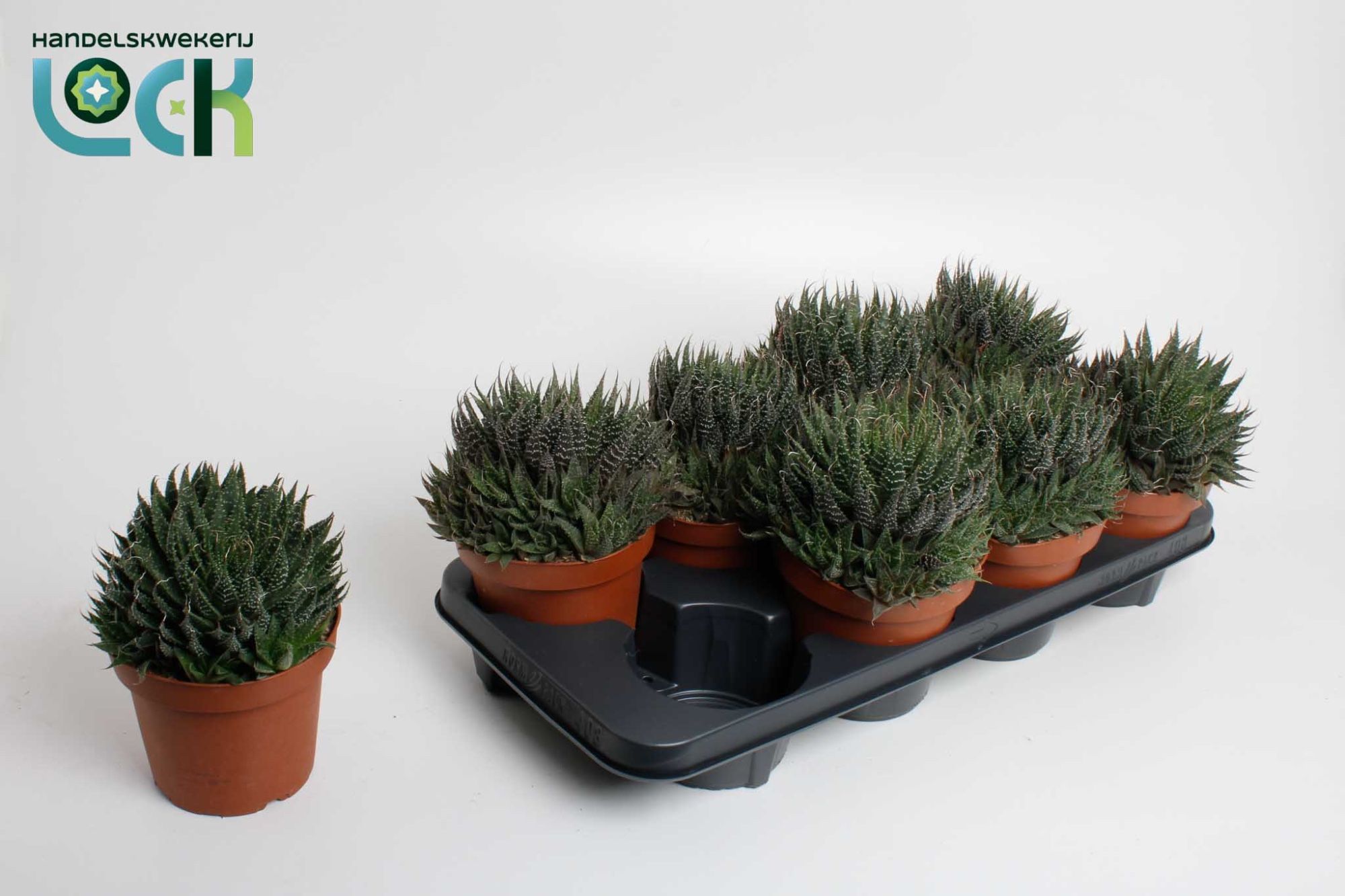 Горшечные цветы и растения оптом Aloe Aristata от 8шт из Голландии с доставкой по России