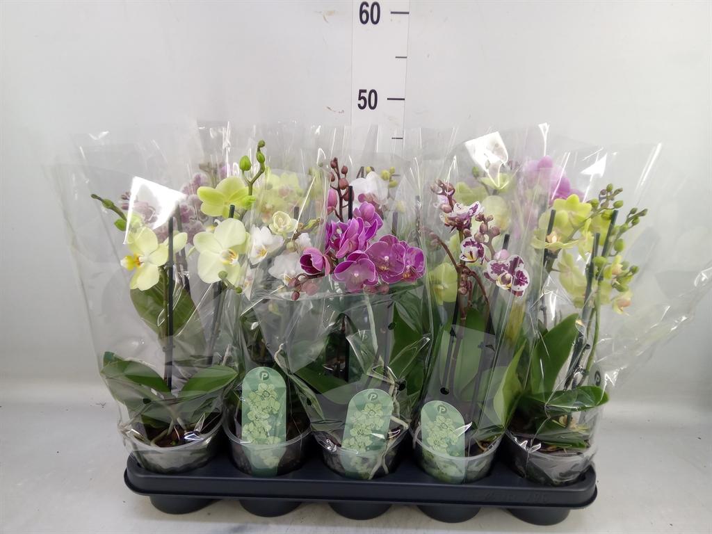 Горшечные цветы и растения оптом Phalaenopsis Multi.   ...mix  4 от 10шт из Голландии с доставкой по России