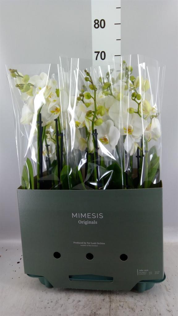 Горшечные цветы и растения оптом Phalaenopsis ant Nottingham от 6шт из Голландии с доставкой по России
