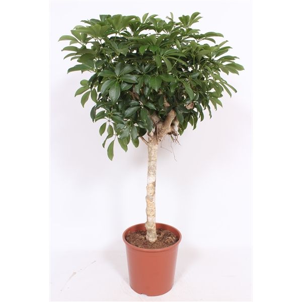 Горшечные цветы и растения оптом Schefflera Compacta On Stem от 1шт из Голландии с доставкой по России