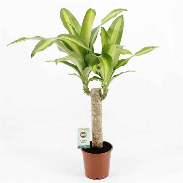 Горшечные цветы и растения оптом Dracaena Frag. Massangeana от 6шт из Голландии с доставкой по России