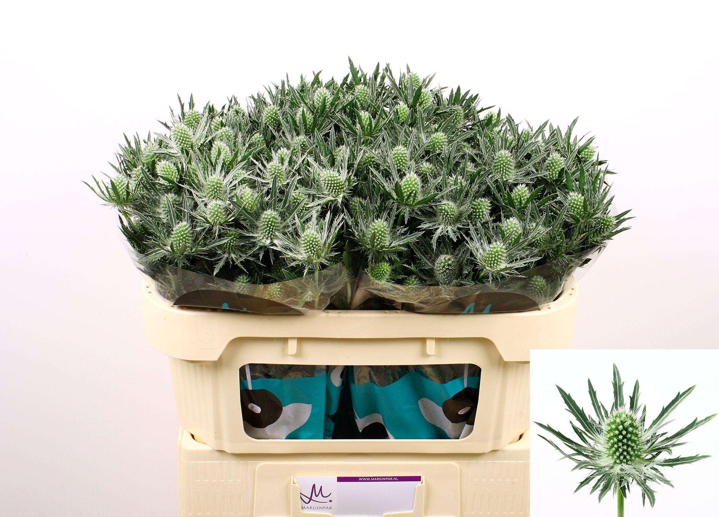 Срезанные цветы оптом Eryngium sirius от 30шт. из Голландии с доставкой по России