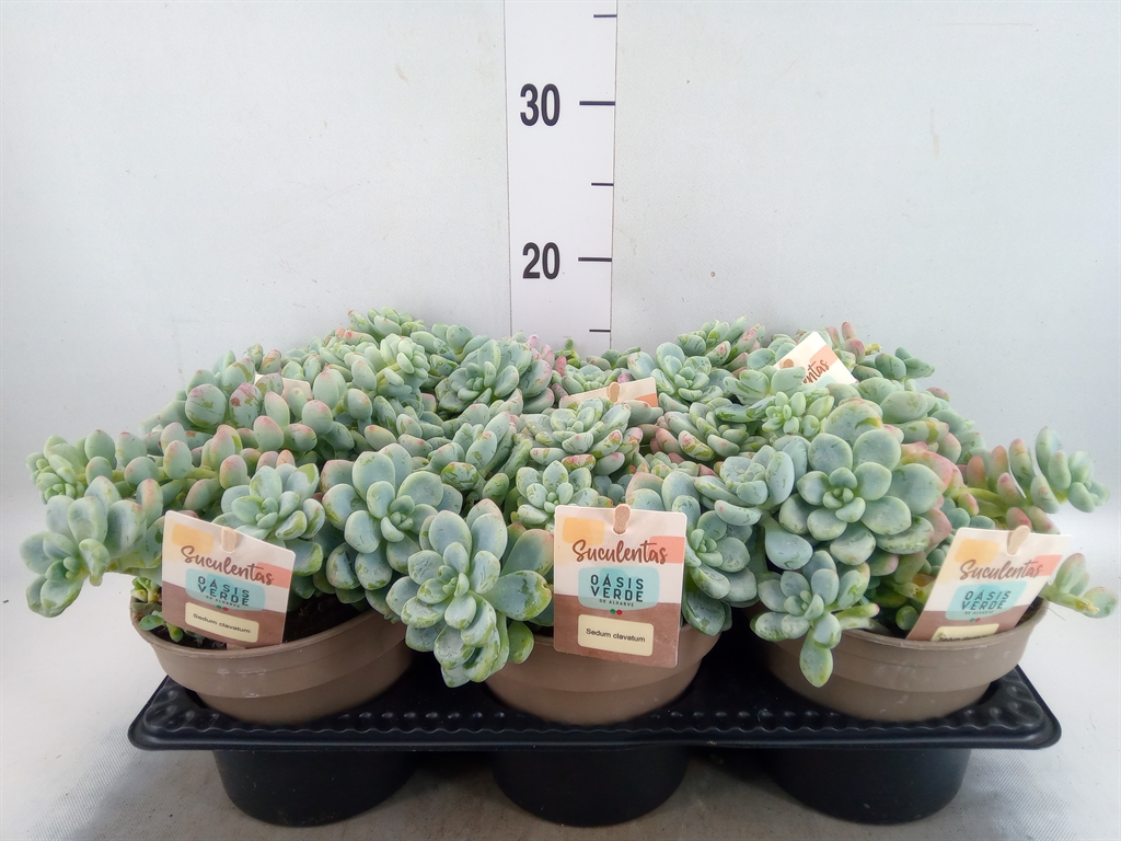 Горшечные цветы и растения оптом Sedum   ... от 6шт из Голландии с доставкой по России