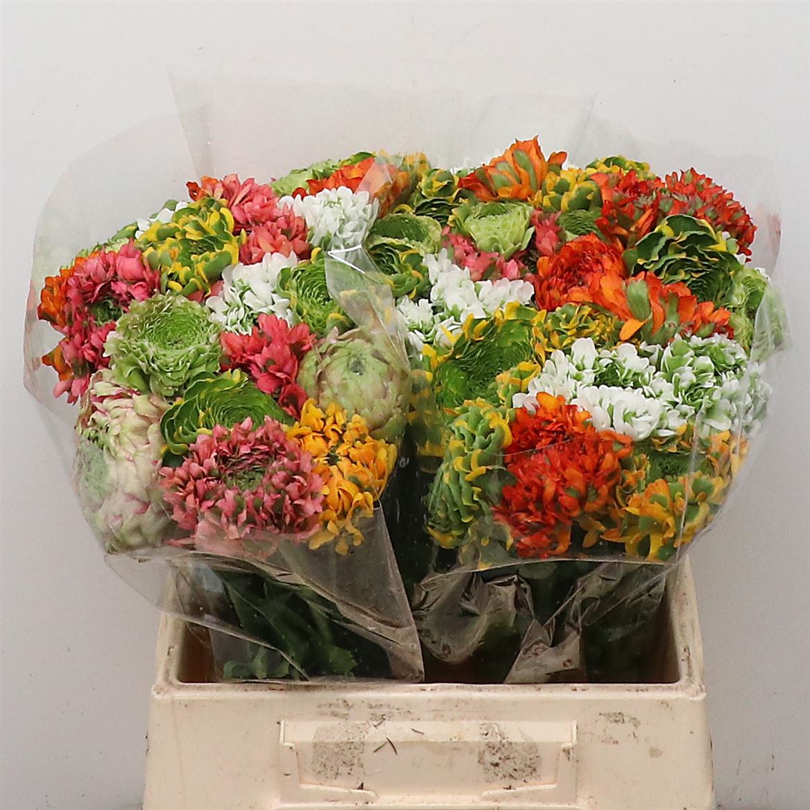 Срезанные цветы оптом Ranunculus pon pon mix in bucket от 60шт из Голландии с доставкой по России