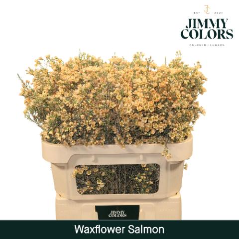 Срезанные цветы оптом Chamelaucium paint salmon от 75шт из Голландии с доставкой по России