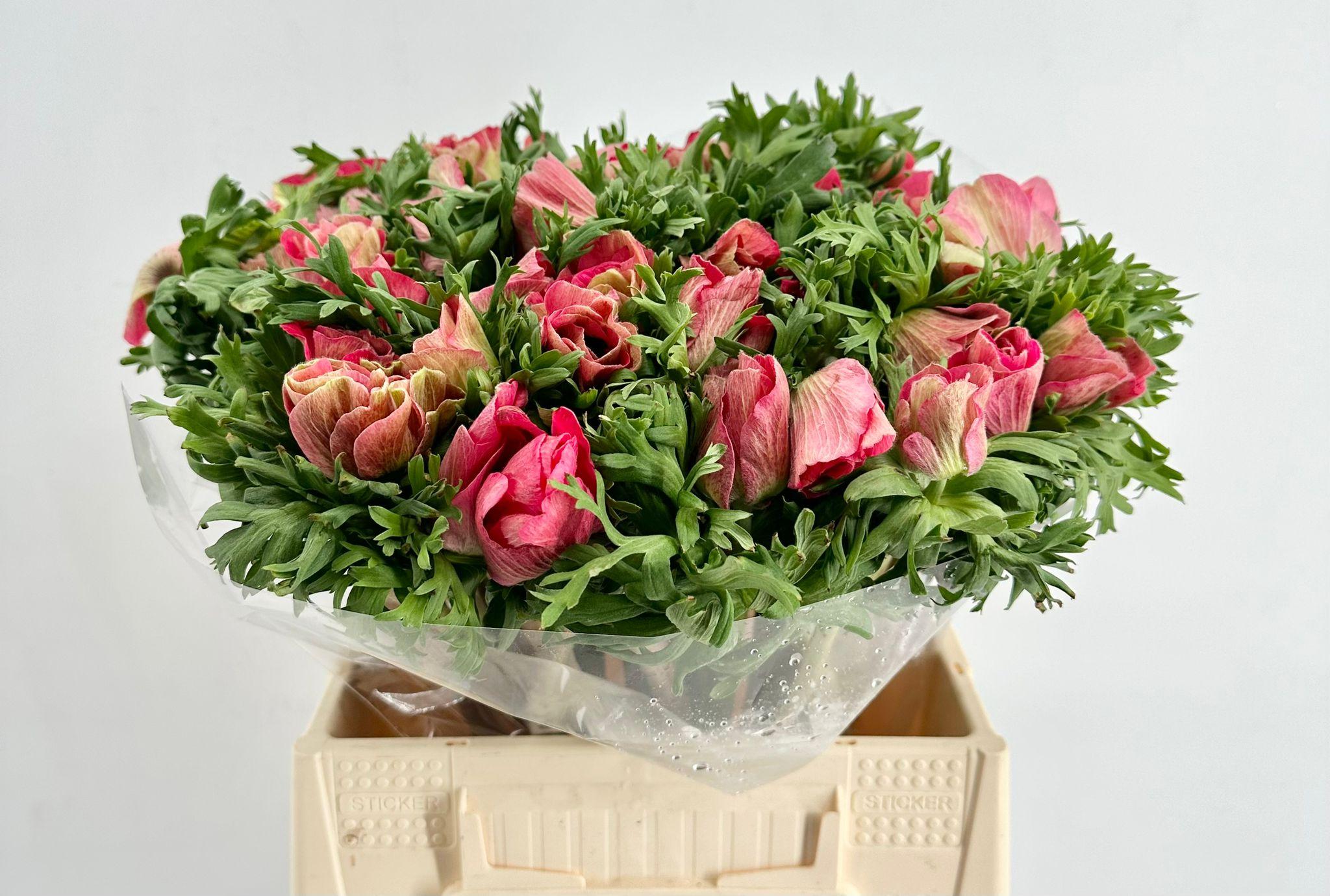 Срезанные цветы оптом Anemone mistral plus shocking от 50шт из Голландии с доставкой по России