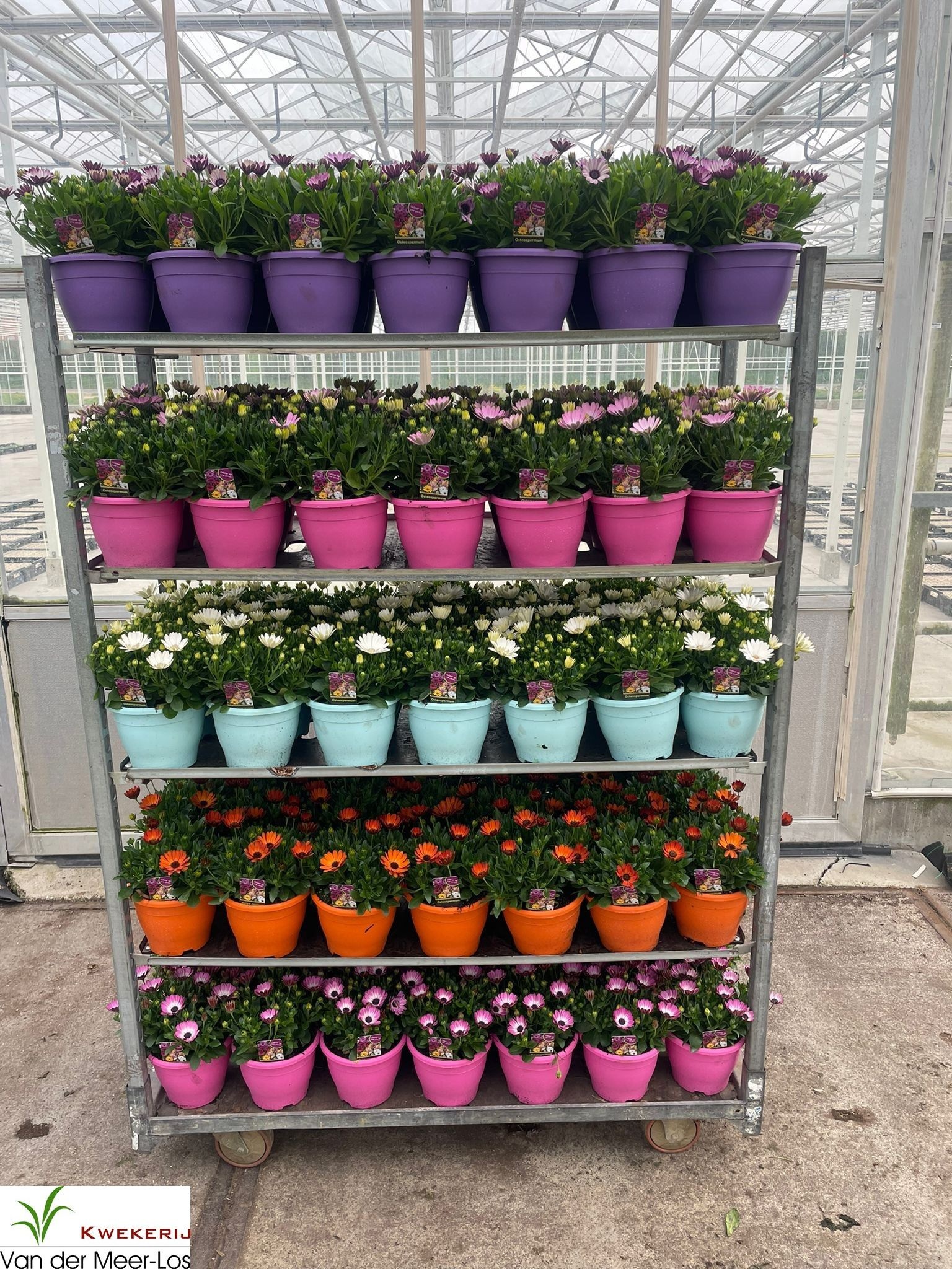 Горшечные цветы и растения оптом Osteo Mixk от 1шт из Голландии с доставкой по России