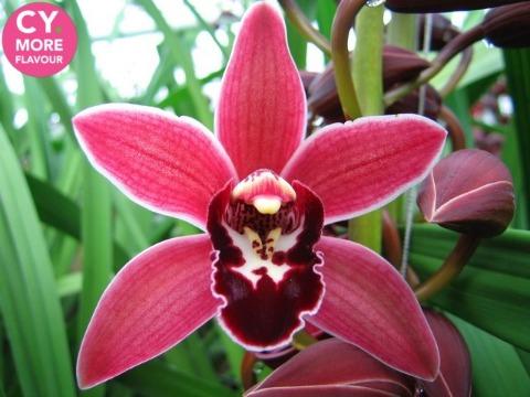 Срезанные цветы оптом Minicymbidium red christmas wish от 5шт.. из Голландии с доставкой по России