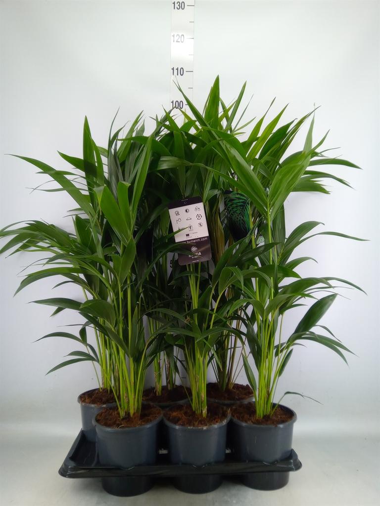 Горшечные цветы и растения оптом Howea Forsteriana от 6шт из Голландии с доставкой по России