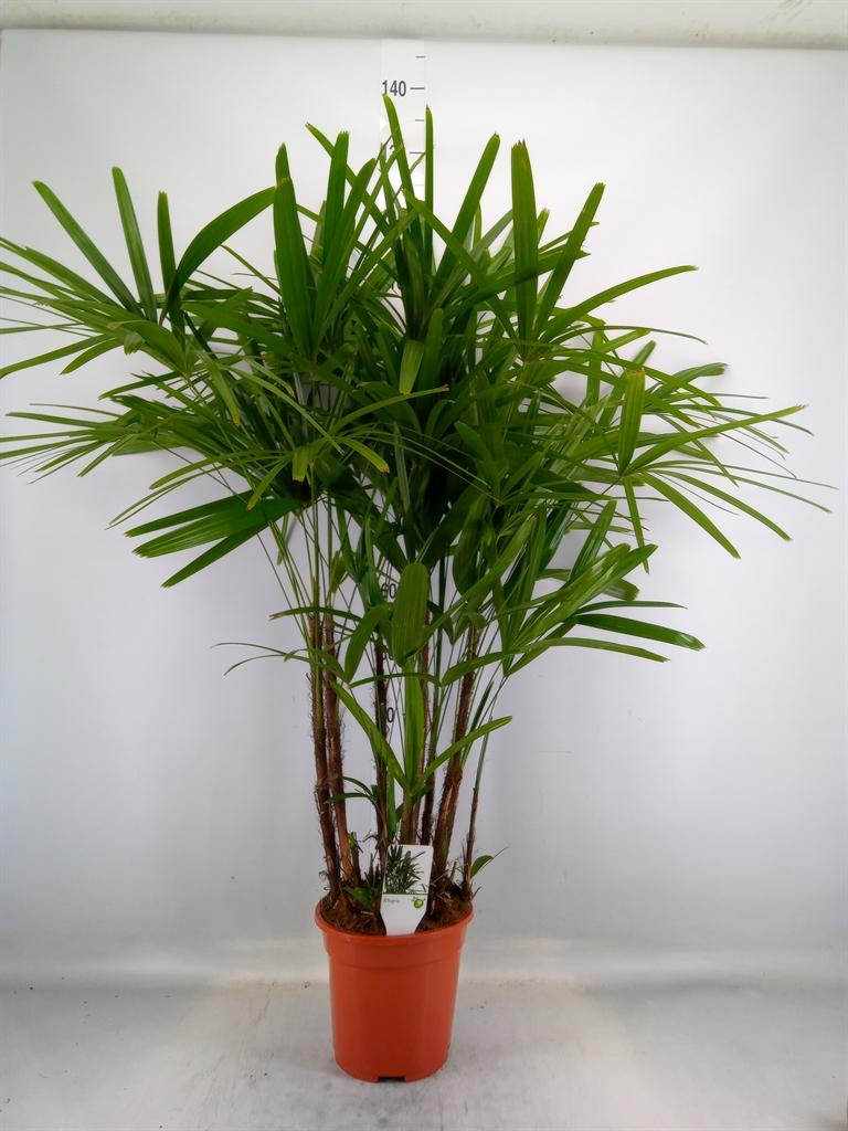 Горшечные цветы и растения оптом Rhapis Excelsa от 1шт из Голландии с доставкой по России