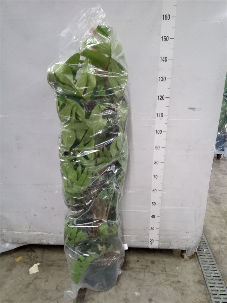 Горшечные цветы и растения оптом Philodendron Pedatum от 1шт из Голландии с доставкой по России