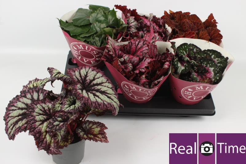 Горшечные цветы и растения оптом Beg Bel Gem от 6шт (для телеги) из Голландии с доставкой по России