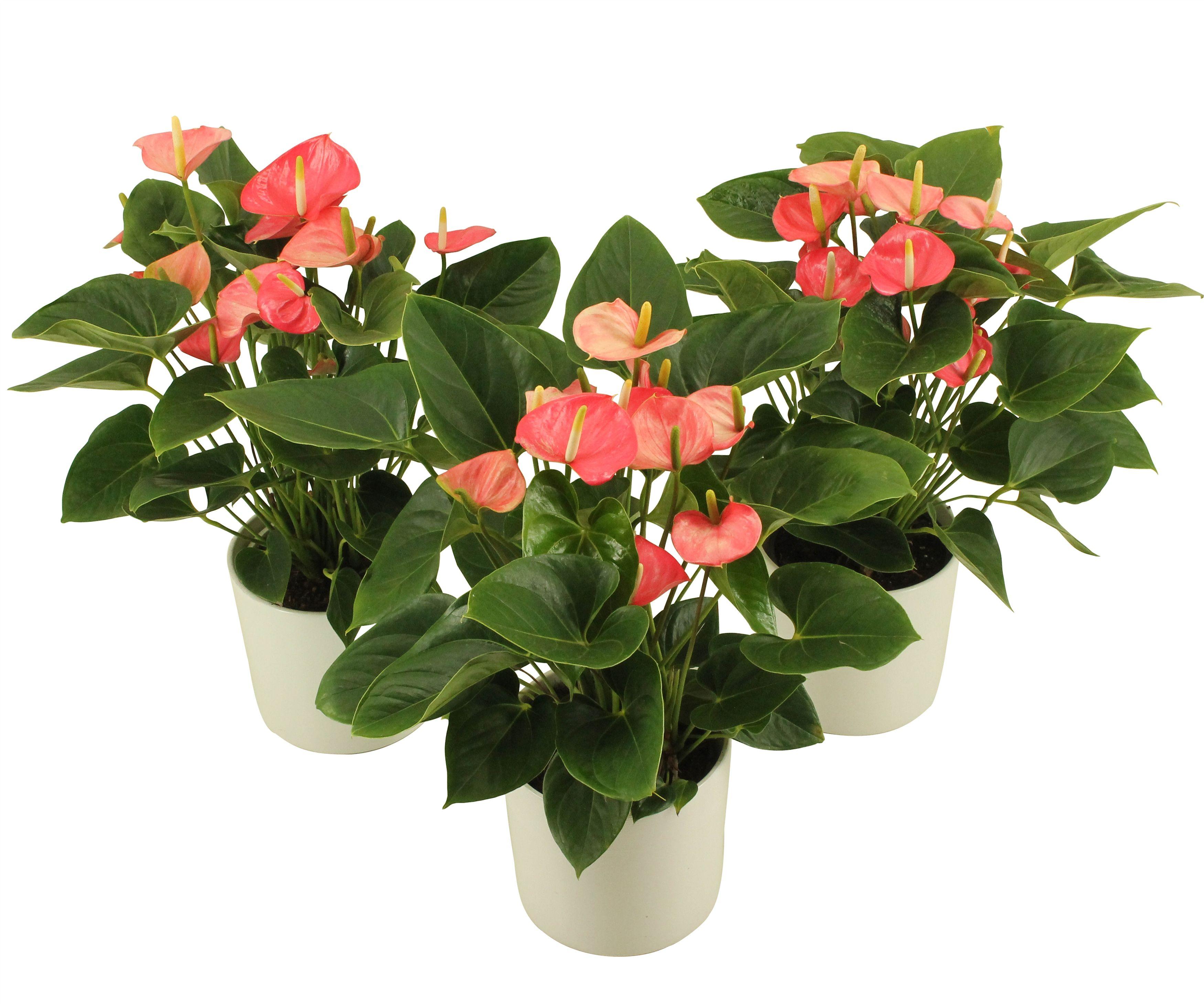 Горшечные цветы и растения оптом Anthurium Xl.54 Paris Pink 14cm от 12шт из Голландии с доставкой по России