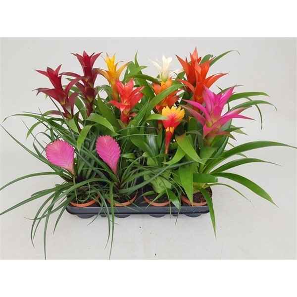 Горшечные цветы и растения оптом Bromelia Mix от 12шт из Голландии с доставкой по России