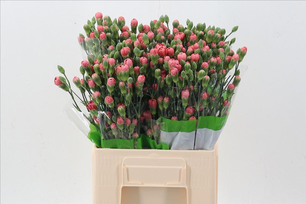 Срезанные цветы оптом Dianthus sp miss trendy от 80шт из Голландии с доставкой по России
