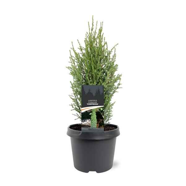 Горшечные цветы и растения оптом Juniperus Comm Compressa от 1шт из Голландии с доставкой по России