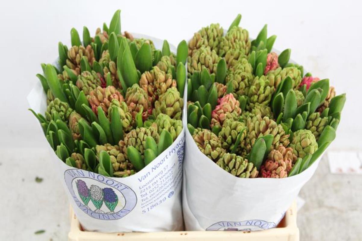 Срезанные цветы оптом Hyacinthus jan bos от 50шт из Голландии с доставкой по России