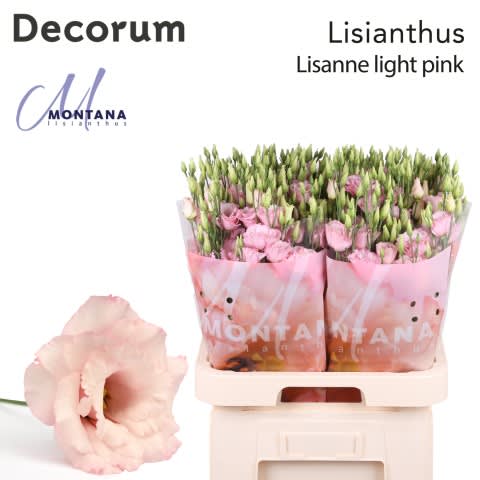 Срезанные цветы оптом Lisianthus do lisanne light pink от 20шт из Голландии с доставкой по России
