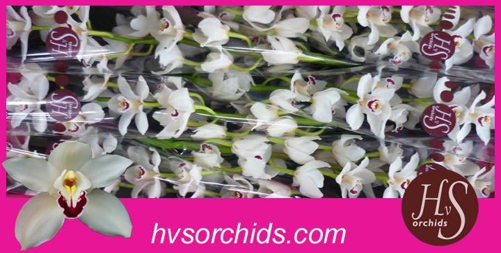 Срезанные цветы оптом Cymbidium white danny green от 6шт из Голландии с доставкой по России