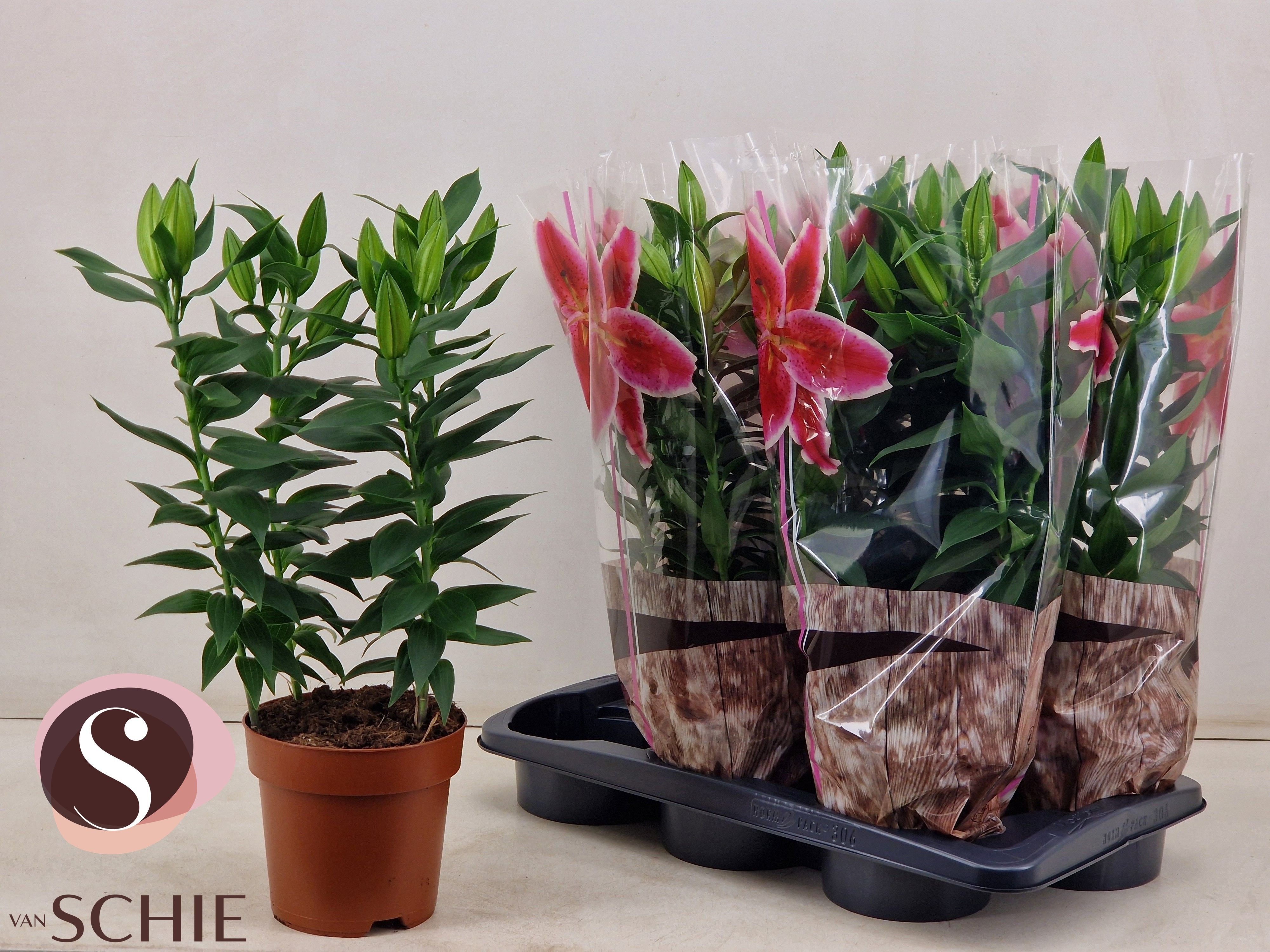 Горшечные цветы и растения оптом Lil Or Magny Cours от 6шт из Голландии с доставкой по России