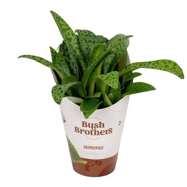 Горшечные цветы и растения оптом Drimiopsis Kirki Met Potcover от 6шт из Голландии с доставкой по России