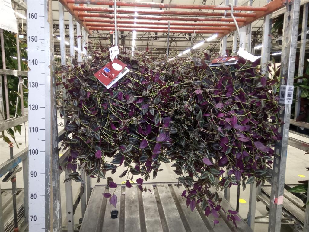 Горшечные цветы и растения оптом Tradescantia   ... от 1шт из Голландии с доставкой по России