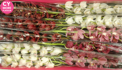 Срезанные цветы оптом Minicymbidium mix love от 10шт из Голландии с доставкой по России