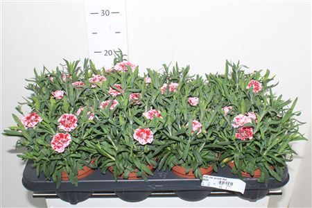 Горшечные цветы и растения оптом Dian Osc Purple Star от 8шт из Голландии с доставкой по России